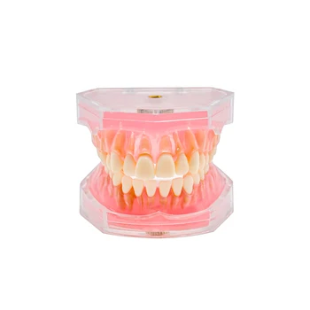 Обучающая стоматологическая модель со съемными зубьями, стандартная модель Study Teach Dental Lab #7008